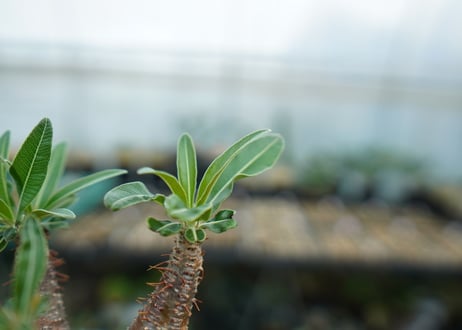 パキポディウム　グラキリス　 Pachypodium Gracilius  No.4