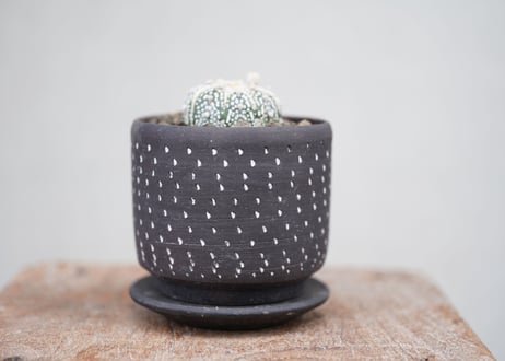 Astrophytum asterias