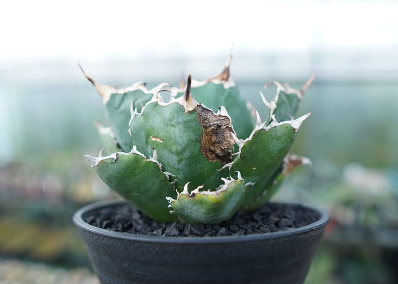 アガベ チタノタ 白鯨 Agave titanota White whale No.1 | m