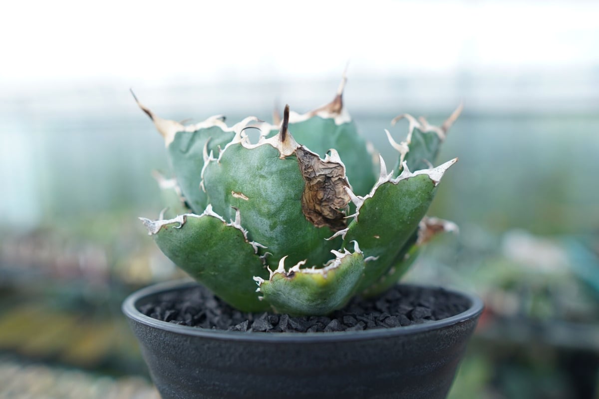 アガベ チタノタ 白鯨 Agave titanota White whale No.1 | m