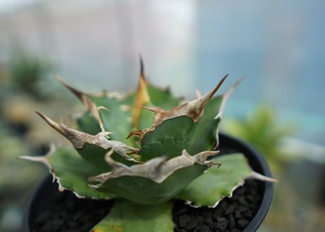 アガベ　チタノタ　獅子光　agave titanota  lion light