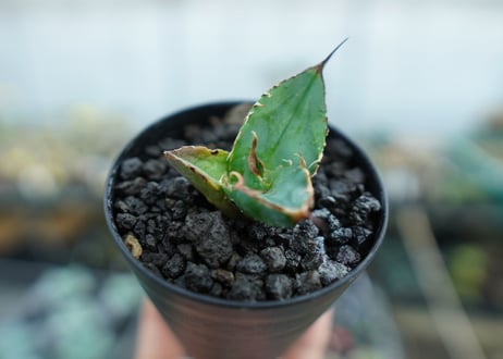 カキコアガベ　チタノタ　FO-76　agave titanota  FO-76　子株
