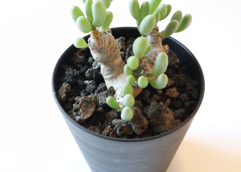 オトンナ クラビフォリア | mana's farm:塊根植物・アガベ・ドライ