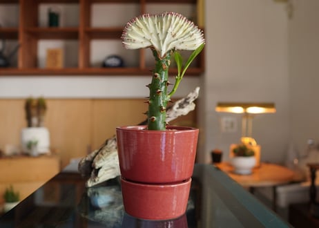 ユーフォルビア  ラクテア  マハラジャ  Euphorbia lactea  f.cristata