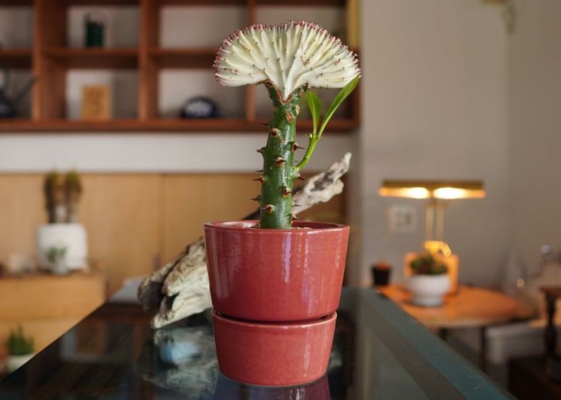 ユーフォルビア ラクテア マハラジャ Euphorbia lactea f.crist