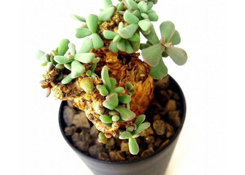 Ceraria pygmaea ケラリア・ピグマエア №7 | mana's farm:塊根