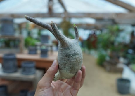 【抜き苗】パキポディウム　グラキリス　 Pachypodium Gracilius  No.10