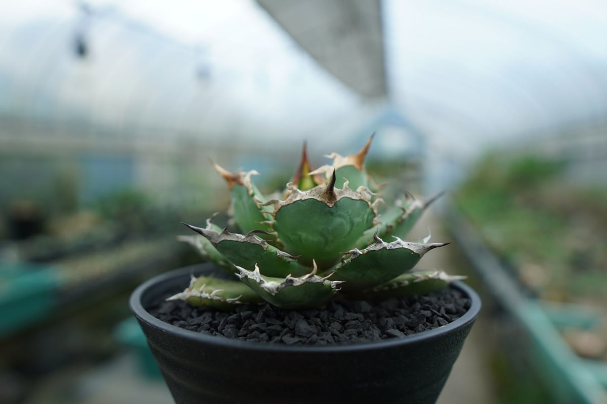 アガベ チタノタ 烈焔 Agave titanota アガベ チタノタ 烈焔 Agave titanota