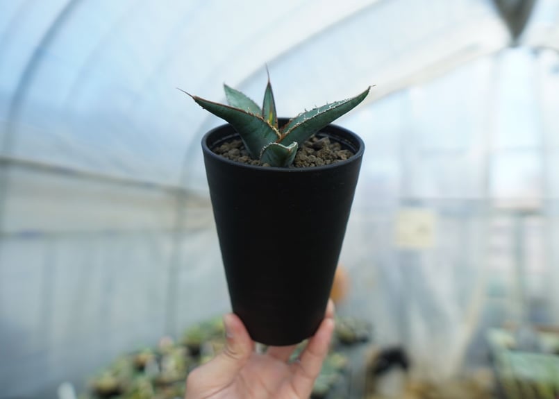 アガベ オテロイ agave oteroi No.2 | mana's farm:塊根植物・ア