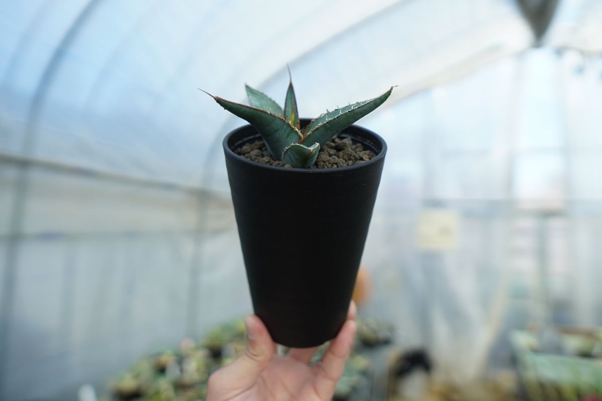 アガベ オテロイ agave oteroi No.2 | mana's farm:塊根植物・ア