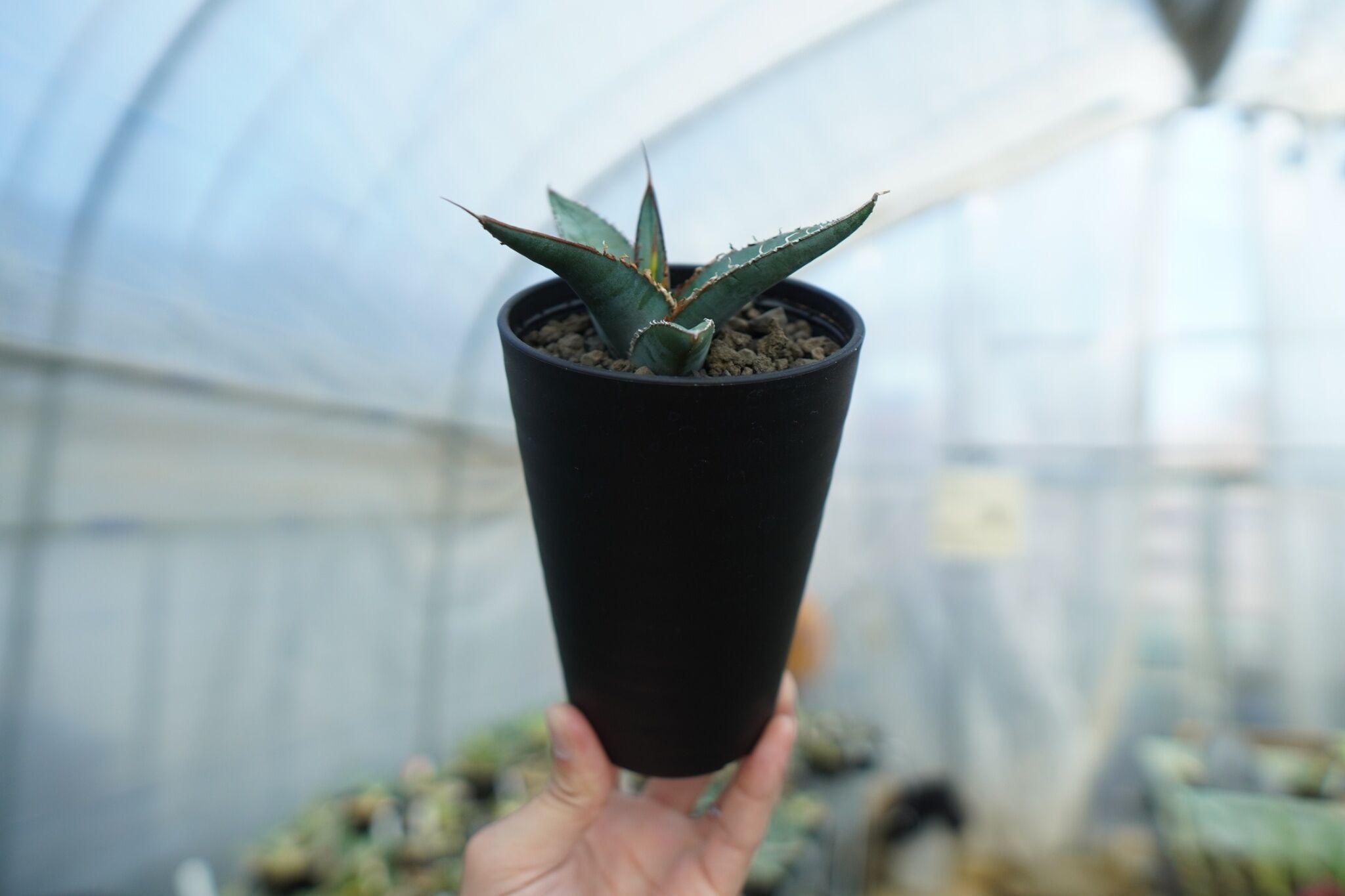 アガベ オテロイ agave oteroi No.2 | mana's farm:塊根植物・ア
