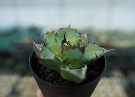 アガベ　チタノタ　黒鯨　Agave titanota black whales　No.6