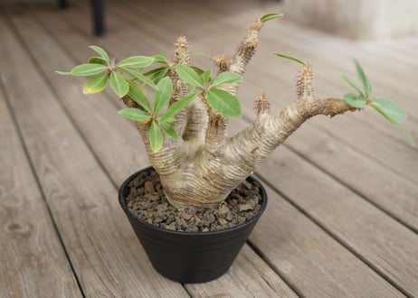 CATEGORY パキポディウム | mana's farm:塊根植物・アガベ・ドライ