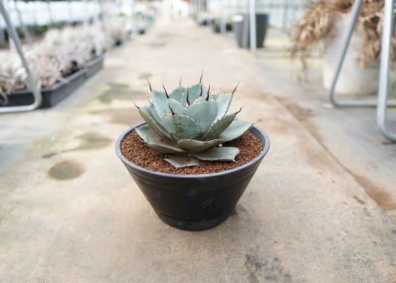 Agave parryi var. truncata | mana's farm:塊根植物・ア