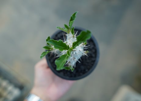 パキポディウム　サンデルシー　Pachypodeium saundersii  No.5