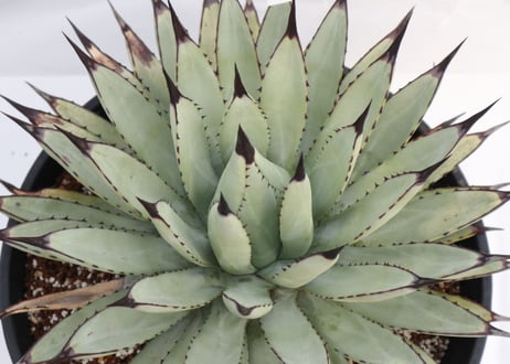 Agave macroacantha Icicle blue form