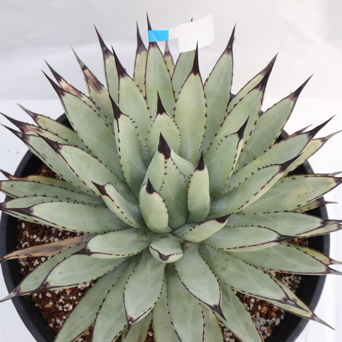 Agave macroacantha Icicle blue form | mana's fa