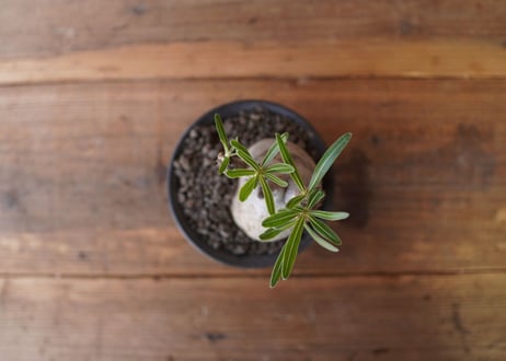 パキポディウム　グラキリス　 Pachypodium Gracilius