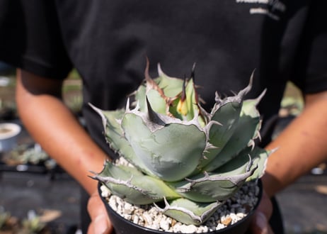 Agave Titanota