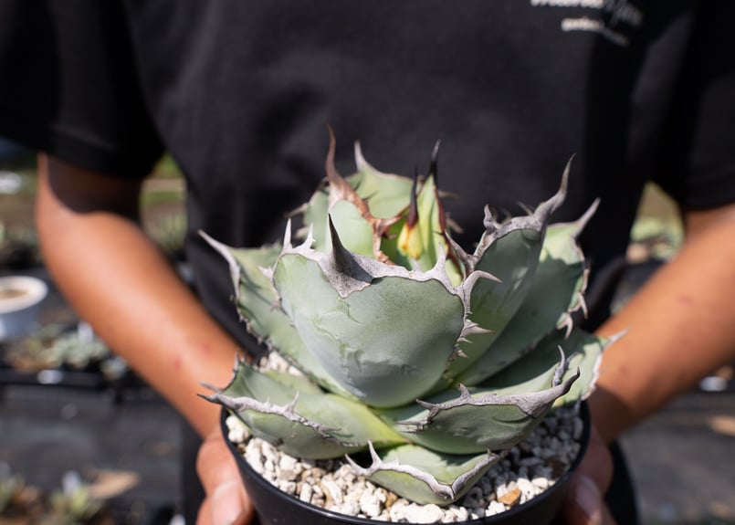 Agave Titanota | mana's farm:塊根植物・アガベ・ドライガーデン植物