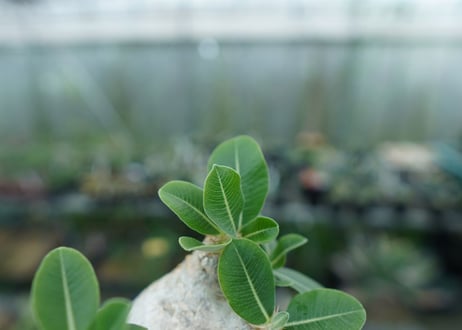 パキポディウム　エブレネウム　Pachypodium eburneum