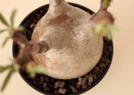 Pachypodium Gracilius パキポディウム  グラキリス  №５