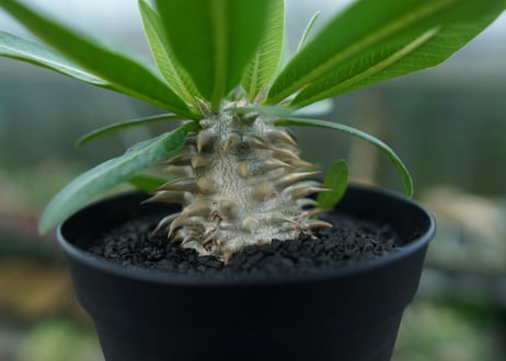 パキポディウム　恵比寿大黒　Pachypodium Densicaule　No.8