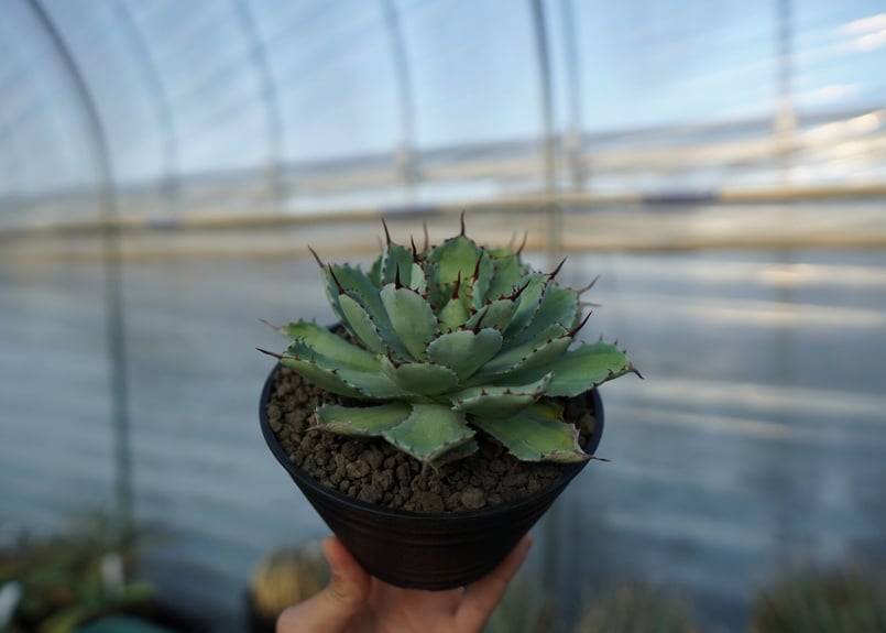 吉祥冠 中斑 Agave potatorum | mana's farm:塊根植物・アガベ・ド