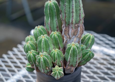 ユーフォルビア　アノプリア　Euphorbia anoplia