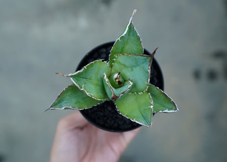 アガベ　チタノタ　白鯨　Agave titanota White whale　No.3