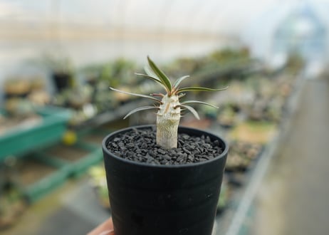 パキポディウム　グラキリス　 Pachypodium Gracilius  No.3