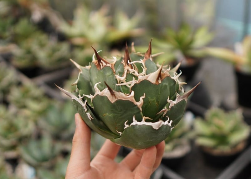 アガベ チタノタ 白鯨 NO.6 | mana's farm:塊根植物・アガベ・ドライ