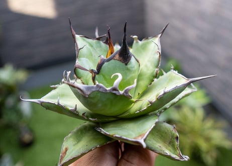 Agave ハデス 黒獄 Ｂ NO.2    (G)