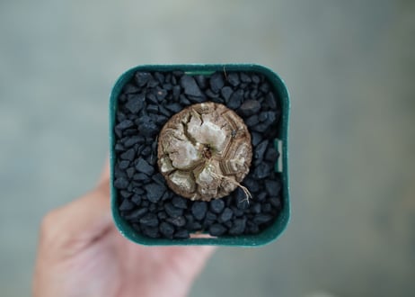 亀甲竜　Dioscorea elephantipes　No.1