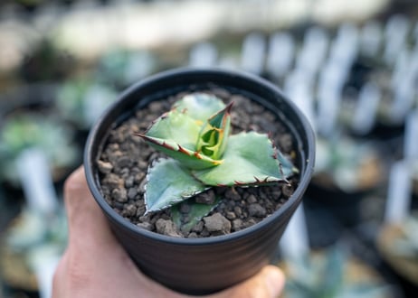 アガベ　チタノタ　ブルー　agave titanota Blue 　NO.4