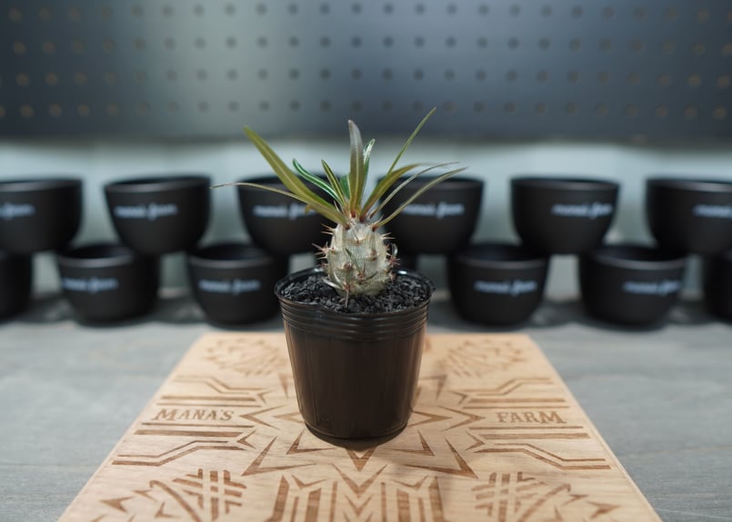 パキポディウム グラキリス 沖縄実生株 No.1 | mana's farm:塊根植物