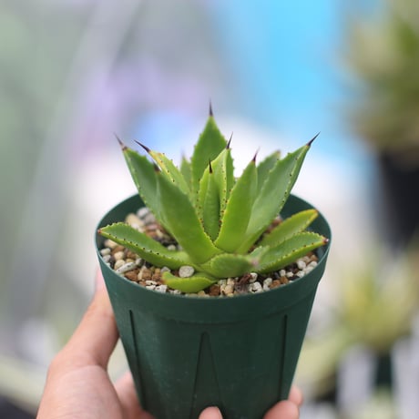 アガベ　チアペンシス