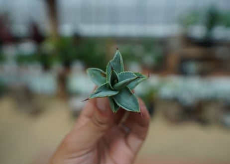 アガベ　ドラゴントゥース　Agave Dagontoes　No.1