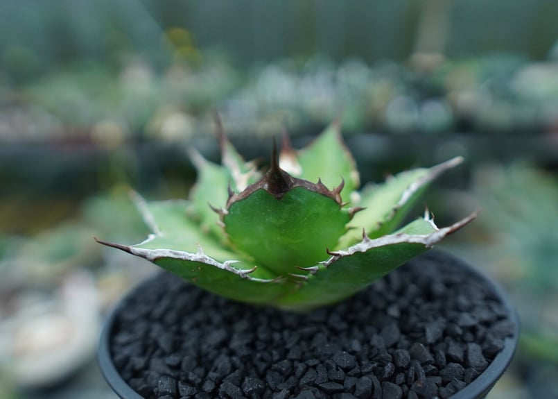 アガベ チタノタ ノーネーム ライムグリーン オテロイ 親株 写真現物