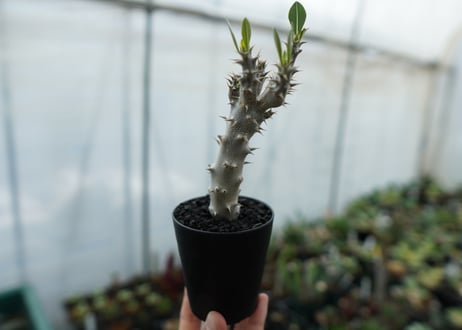 パキポディウム　デンシフローラム　Pachypodium densiflorum　No.4