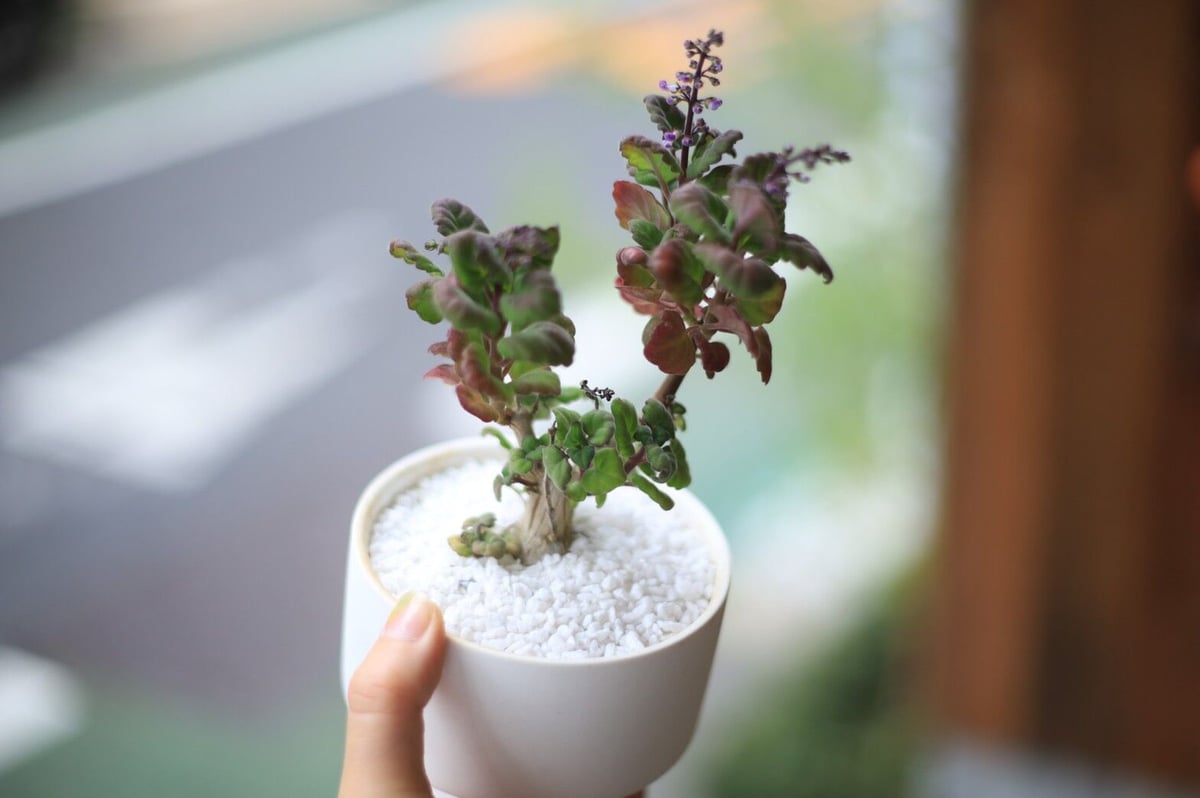 プレクトランサス エルンスティー Plectranthus ernstii | mana's ...