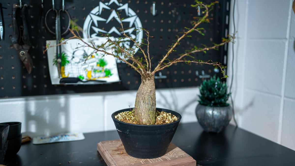 オペルクリカリア デカリー | mana's farm:塊根植物・アガベ・ドライ