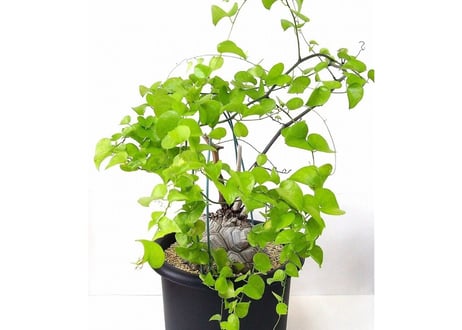 亀甲竜 ディオスコレア エレファンティペス  dioscorea elephantipes　№6