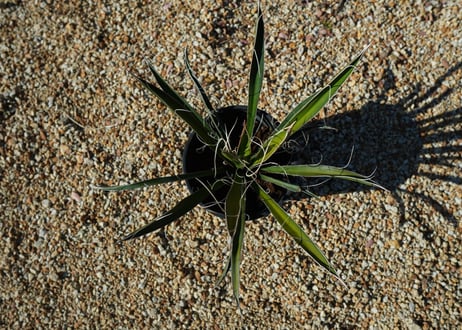 ユッカ　カルネロサーナ Yucca carnerosana  No.1