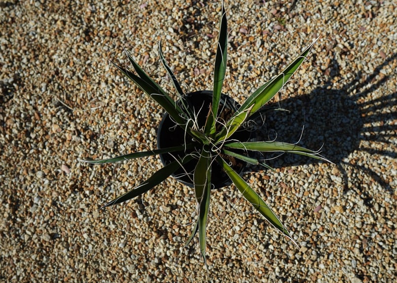 ユッカ カルネロサーナ Yucca carnerosana No.1 | mana's fa