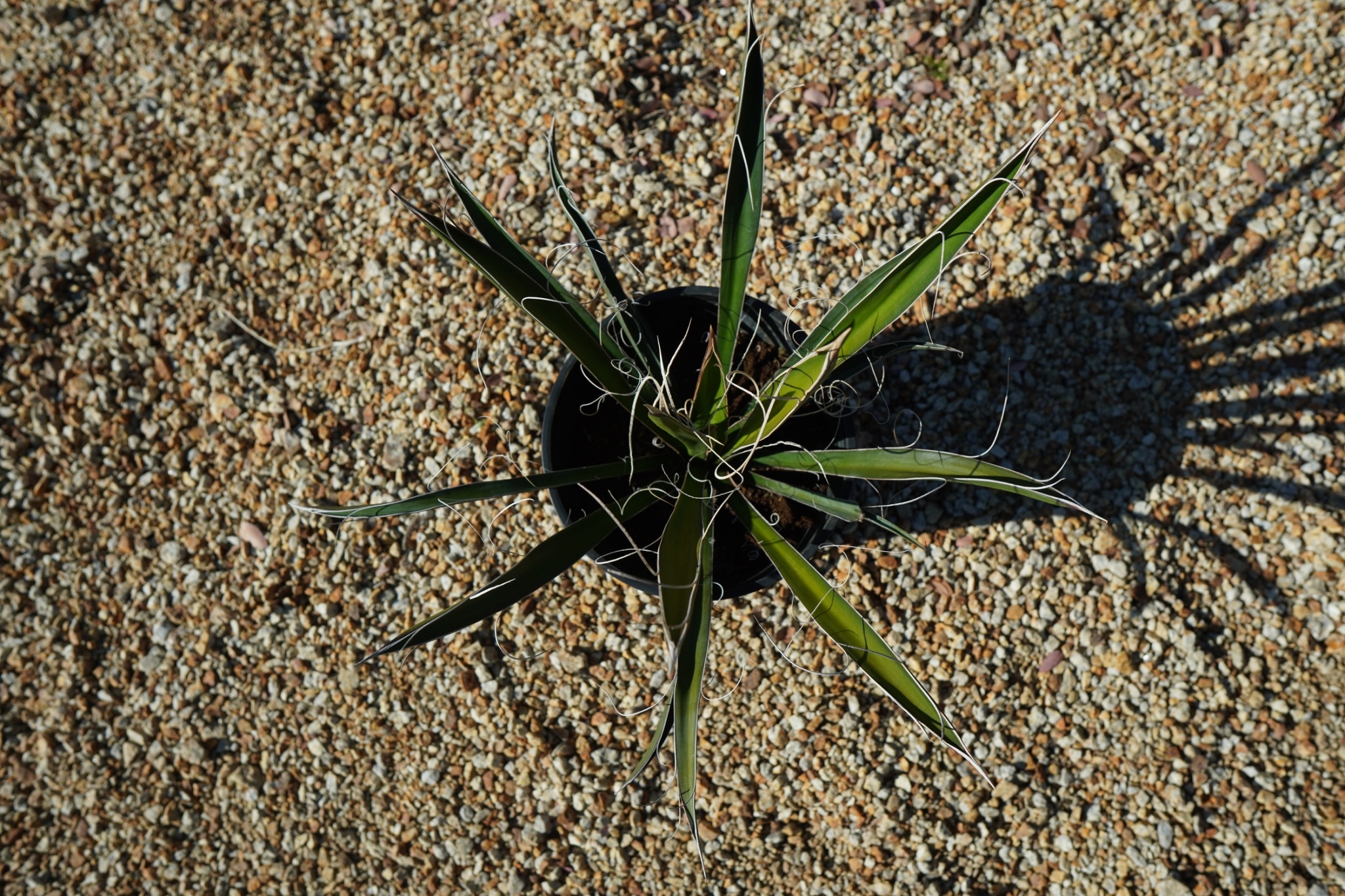 ユッカ カルネロサーナ Yucca carnerosana No.1 | mana's fa