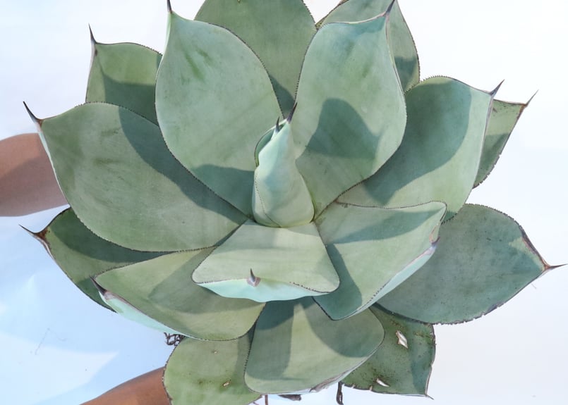 Agave celsii 'Nova' | mana's green:塊根植物販売|マナズグリーン Agave celsii 'Nova' | mana's green:塊根植物販売|マナズグリーン