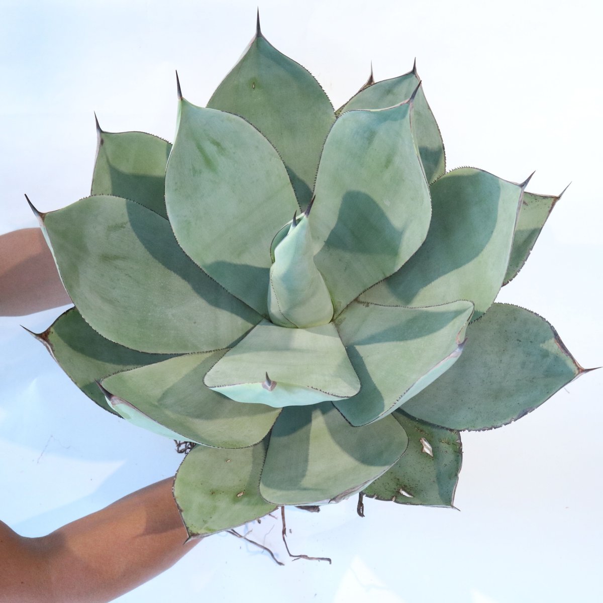 Agave celsii 'Nova' | mana's farm:塊根植物・アガベ・ドライガ