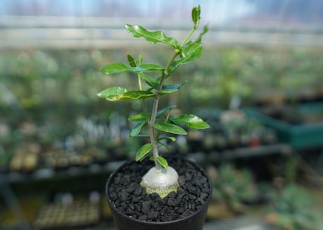 フォッケア　エデュリス　”火星人”　Fockea edulis  No.2