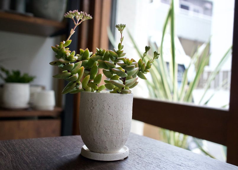 これ一つでインテリアがグッとお洒落に＊多肉植物サボテン3点SET